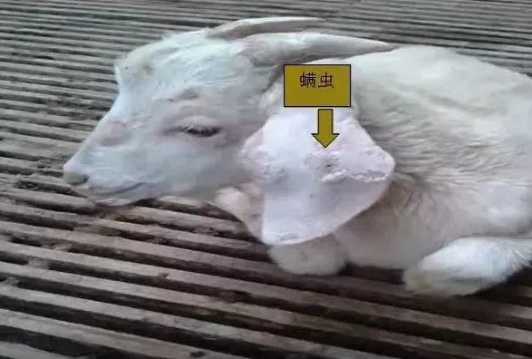 羊驱虫 你懂多少?驱虫大全!