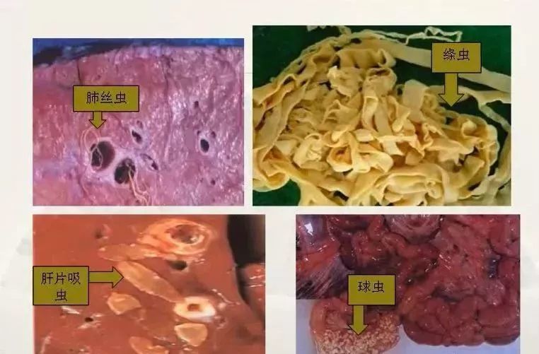 羊的肝片吸虫绦虫线虫脑包虫球虫蜱虫都怎么驱