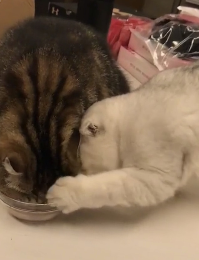 狸花猫脸太大吃饭时把整个碗口都挤满了 美短猫想偷吃也无从下手 狸花猫 美短猫 猫粮 猫咪 美国短毛猫