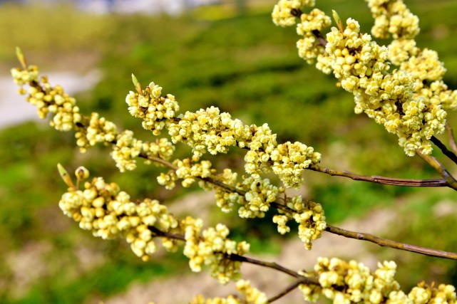腾讯内容开放平台