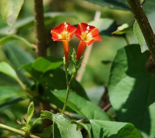 茑萝花