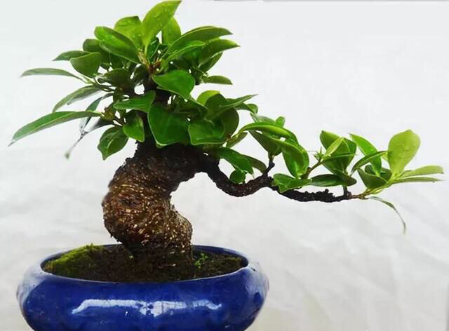 养盆栽榕树,用一个小方法,新叶嫩叶蹭蹭长,枝繁