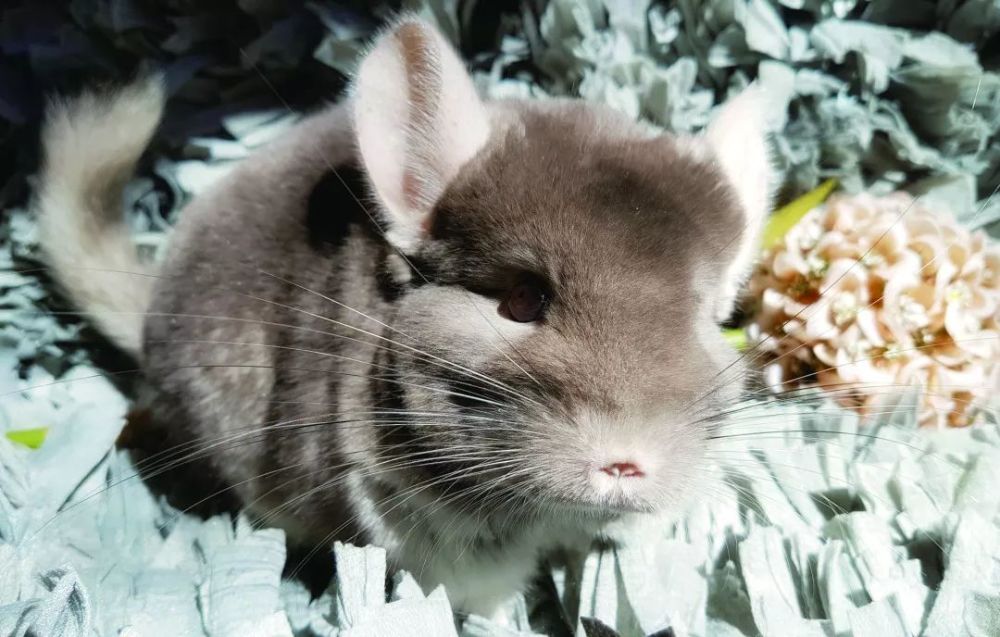 这个冻成狗的季节 龙猫居然不怕冷 我酸了 腾讯新闻