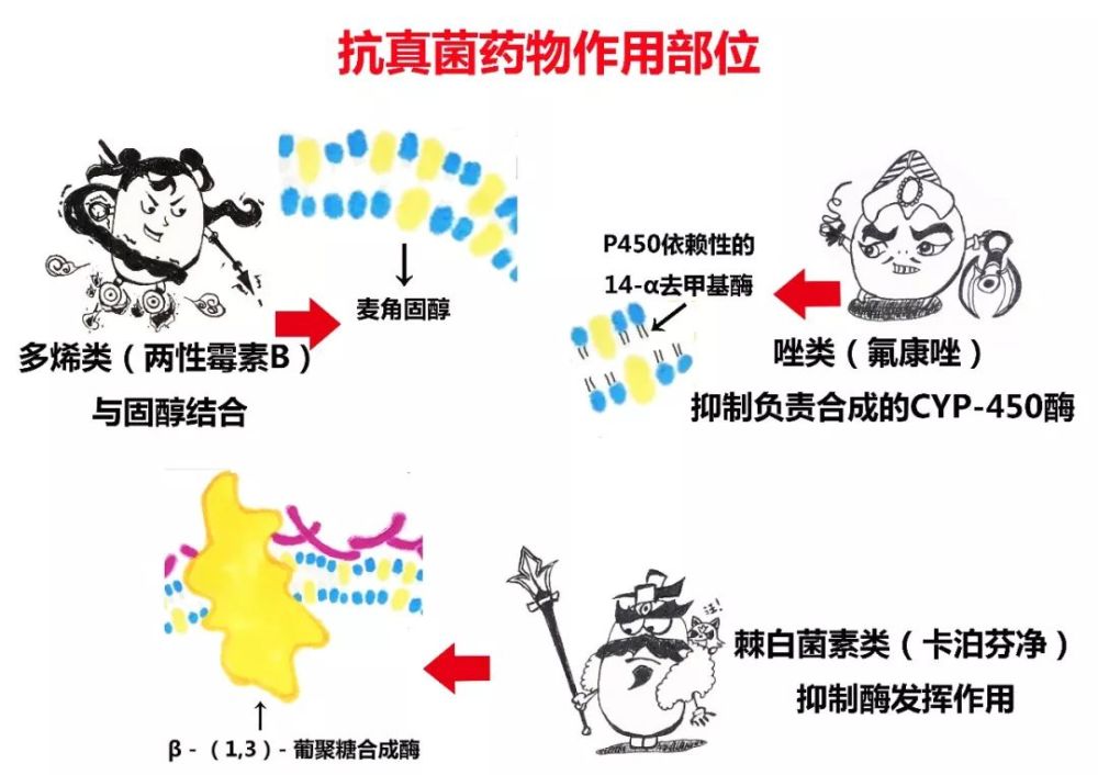 接下来简单地了解一下真菌的结构和各大"先锋(抗真菌药)"的"杀手锏