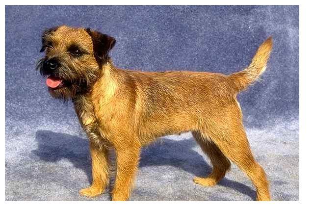 贝生吉犬好看的壁纸:努力工作而且充满勇气!