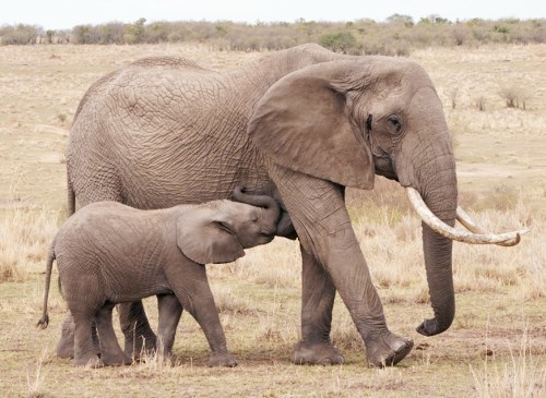 鬣狗掏肛大象却从大象腹中叼出异物人们看后忍不住泪目