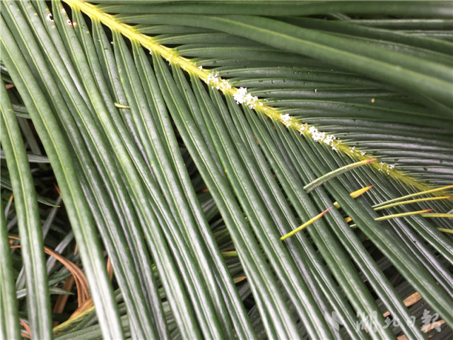 终于来了!武汉城区的雪羞答答的下着
