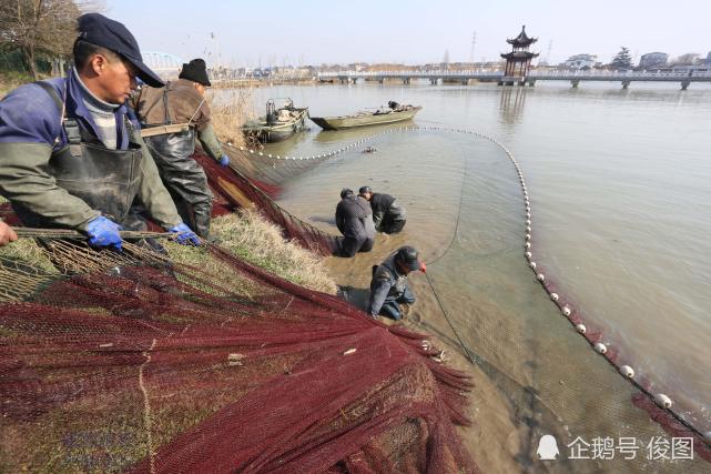 农村这野鱼 总是发白光 冬捕一网抓数万尾 腾讯网