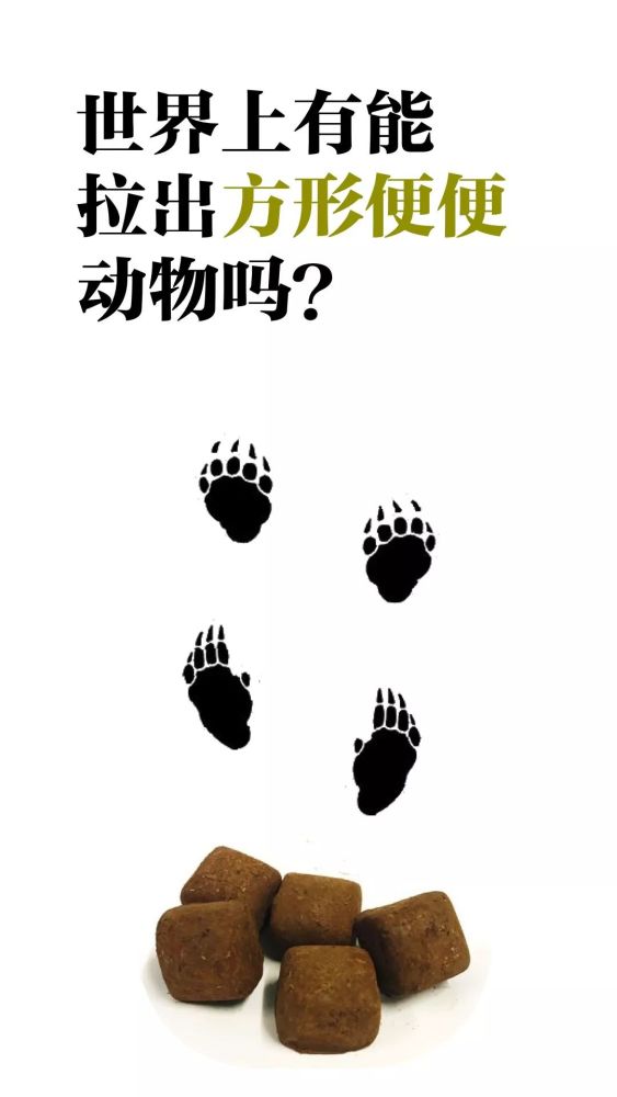能拉出方形便便的动物,肠子得长啥样?