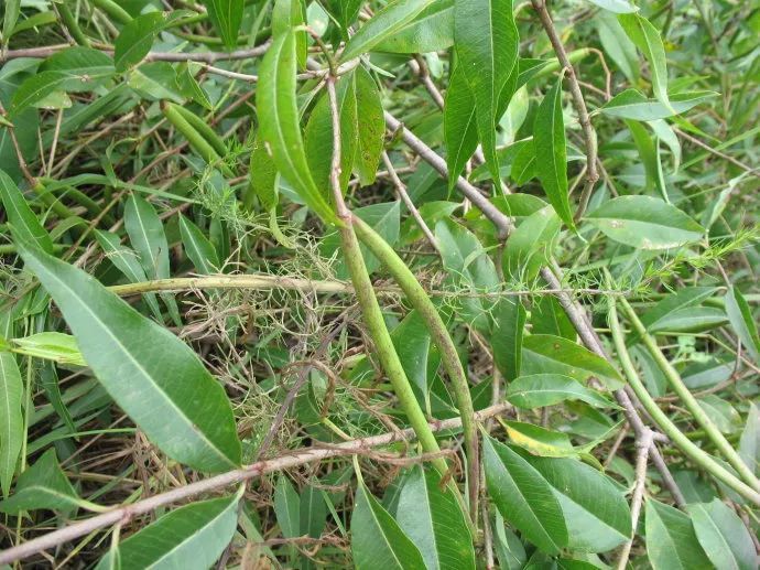 科普本草之香加皮图文