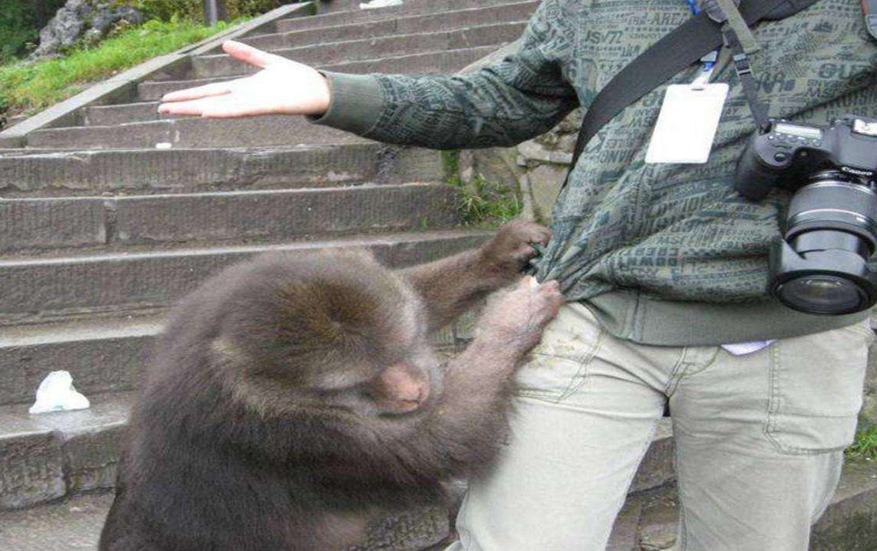 峨眉山的猴子肆无忌惮抢游客东西,千万别吝啬