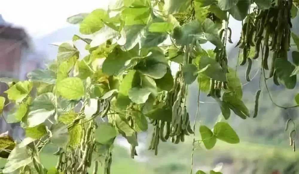 文地人常吃的狗爪豆到底是什么