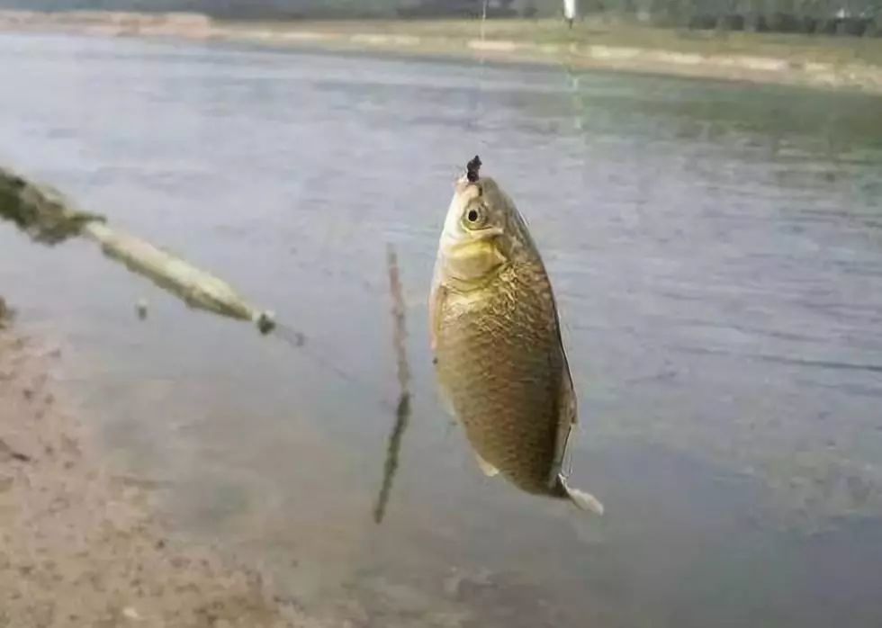 釣大鯽魚,這是我的主打釣法