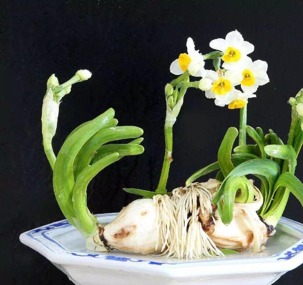 水仙花的养殖方法和注意事项