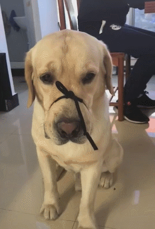 狗子夜里乱叫招来邻居投诉,男子隔天捆住了它的嘴:谁让你不听