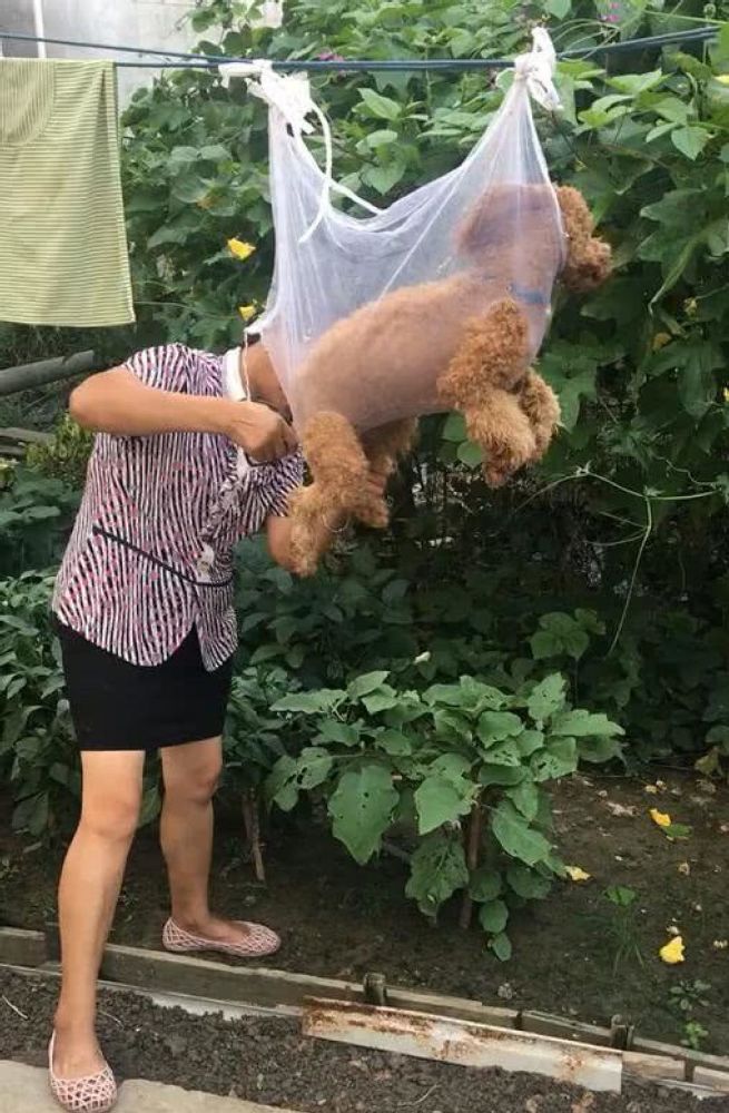 小泰迪剪毛不老实,妈妈脑洞大开想出这法,女孩差点被笑岔气