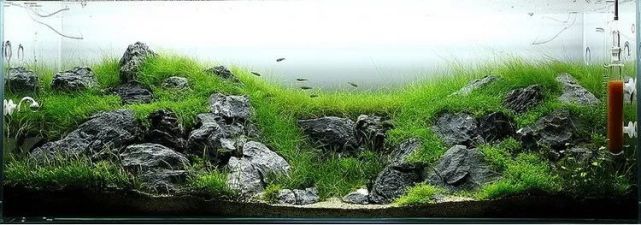 水景欣赏 把大草原搬进水草缸 水草缸 水草泥 青龙石