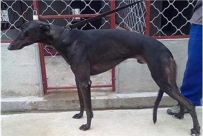 曾是康熙身边的御用犬,奔跑速度完胜猎豹,纯种售价超20万一只