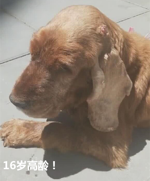 腾讯内容开放平台