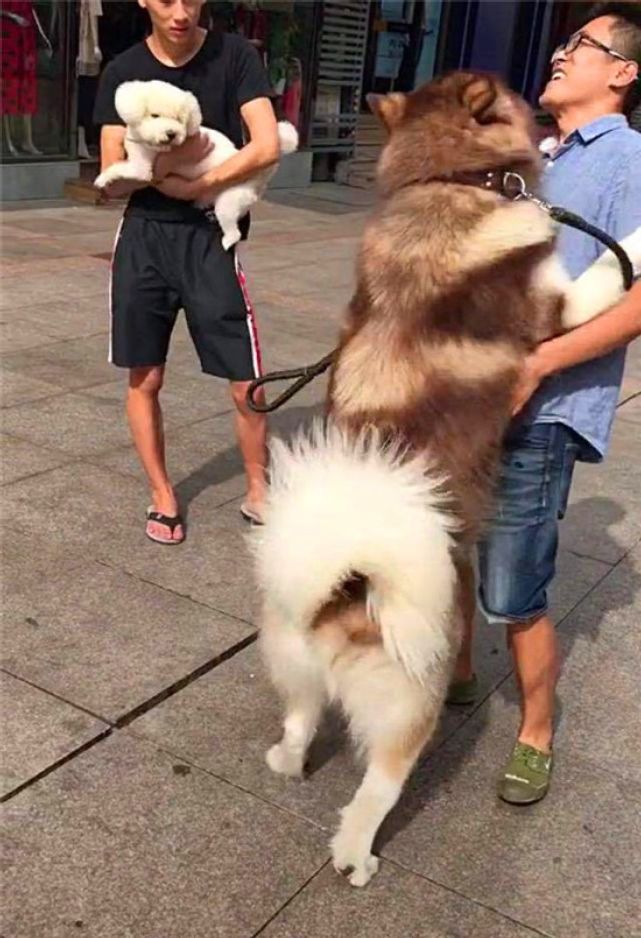百斤大型犬向男子求抱抱 男子无奈之下妥协 下一幕画面崩塌了 腾讯网