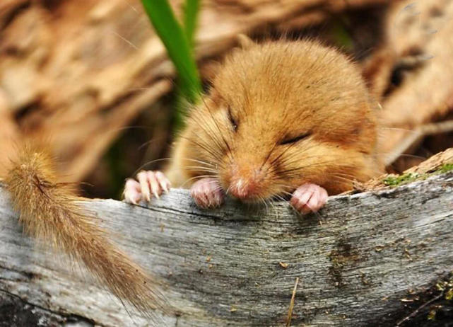 小睡鼠每天呼呼大睡肚子饿也不起床