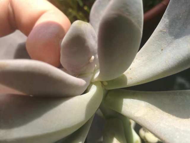 多肉植物介壳虫如何清理干净 几种防治药剂对比