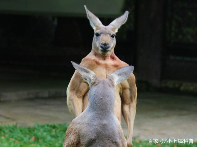 12岁网红袋鼠去世,引千万网友发文哀悼,到底是怎么回事