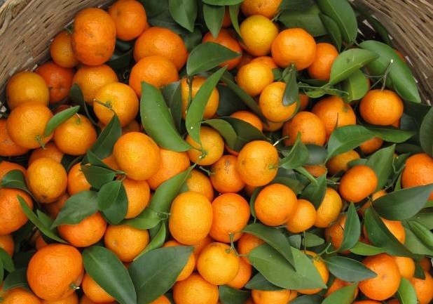 南方人称它"十月桔",过去一斤卖10元,现在5元一斤都难卖