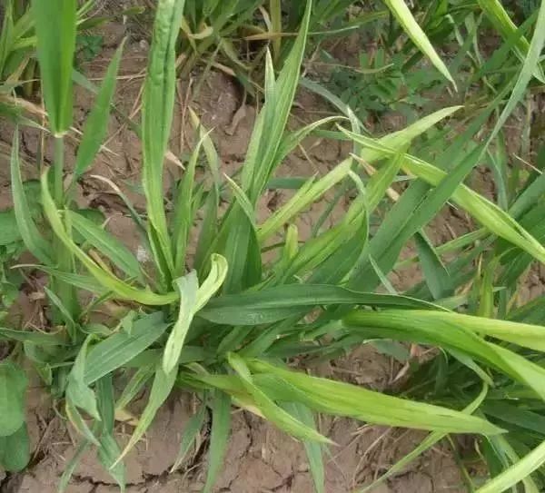 小麦返青拔节期又出了大问题农民怎么办赶快看答案