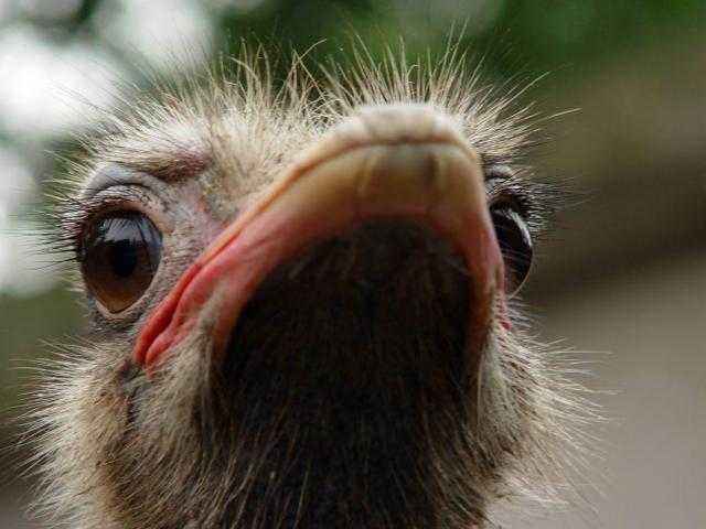 动物家族谁的视力好大眼睛鸵鸟力压老鹰夺冠