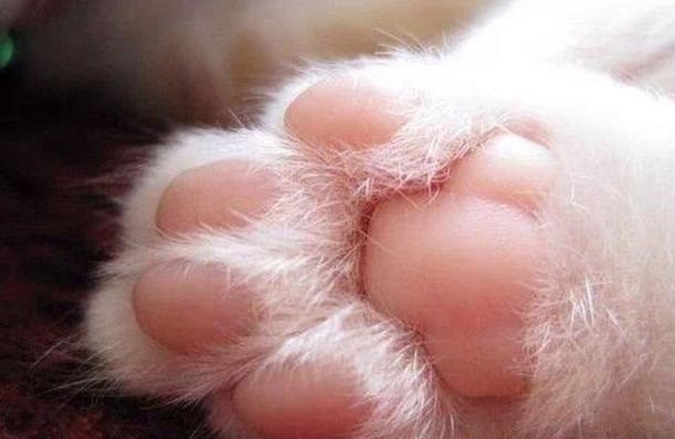 测试喵星人是左撇子还是右撇子,肥猫扎心了