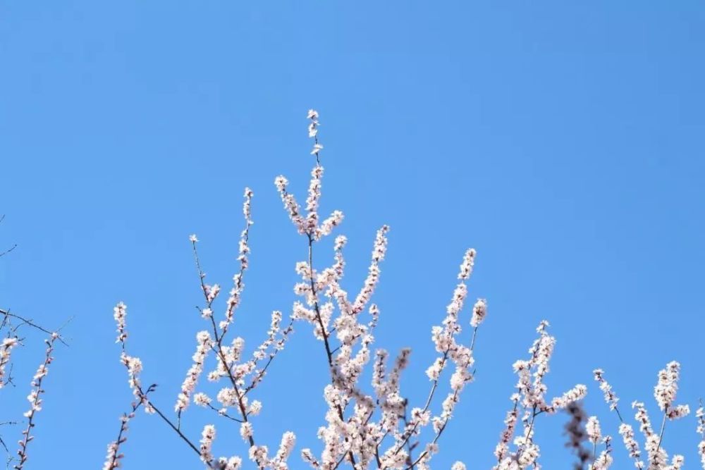 武大早樱第一波了!2019武汉樱花开放时间收藏