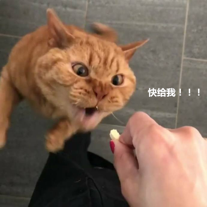 养一只橘猫是什么感受?主人吐露心声:眼瞅着胖