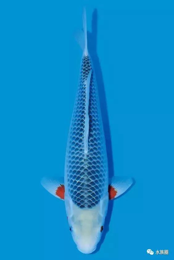 锦鲤大全 13大类 1多小类 您都见过认识吗 养过多少种 腾讯新闻