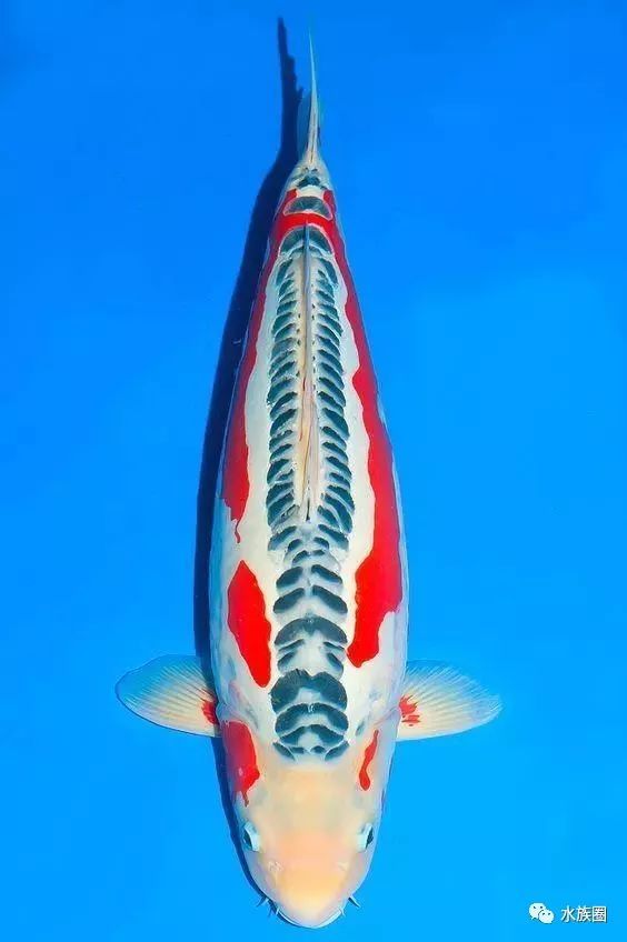 锦鲤大全 13大类 1多小类 您都见过认识吗 养过多少种 腾讯新闻