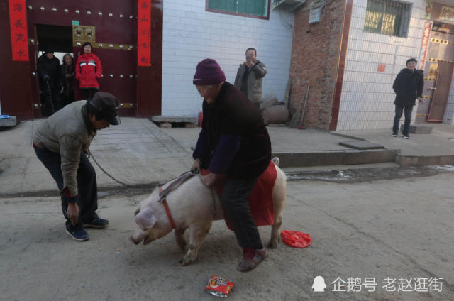 鹊正骑着220斤的公猪让观众拍照,他的儿子王定轩今年54岁了喜欢驯养猪