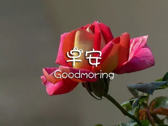 2022全新早上好鲜花表情动态图 虎年人间三月早安祝福问候早上好的