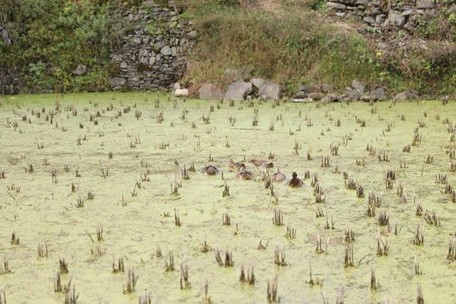 美麗鄉村·湖南十八洞村：一個把農村建得更像農村的地方 未分類 第9張