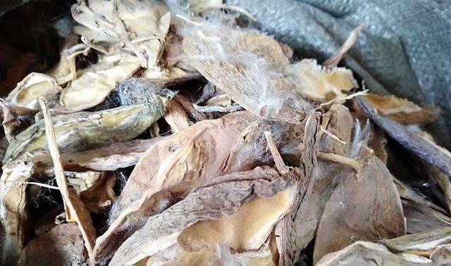 农村常见杂草俗称麻雀棺材男人吃了有意想不到的效果
