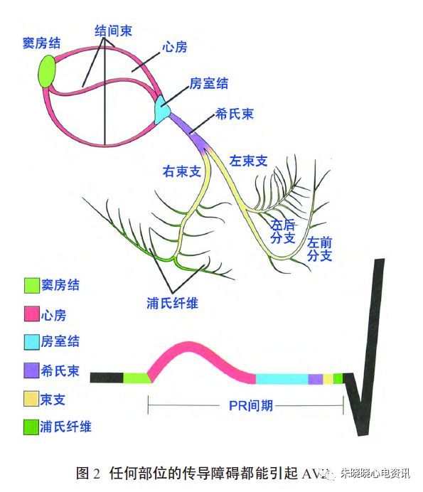 电激动从窦房结发出后先激动心房,再经房室结,希氏束及浦氏纤维网传导