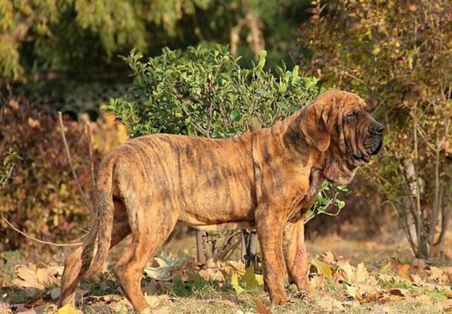 用於看守家畜和比賽巴西非勒,是珍稀的巴西 護衛犬 追蹤犬