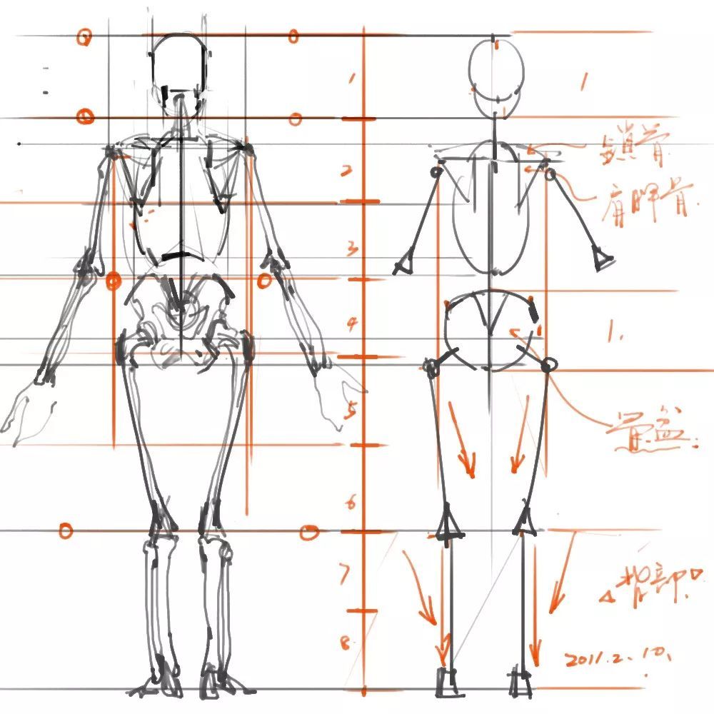 艺推人体结构解剖素材参考