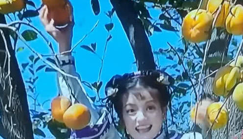 还珠小燕子偷柿子,谁记得永琪说了什么难怪会对知画动心
