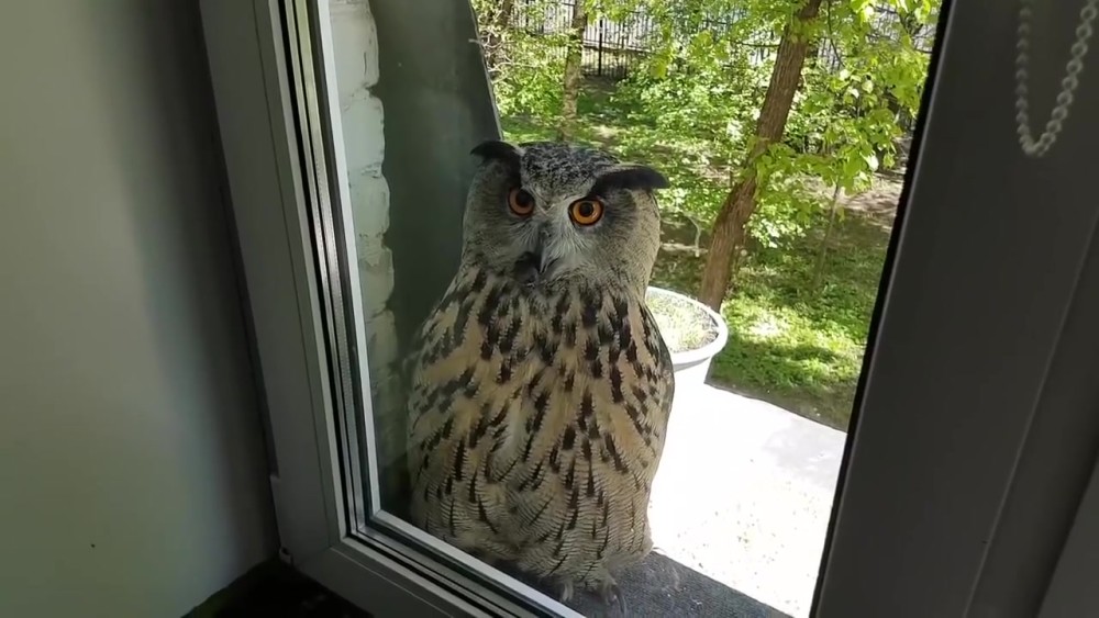 宠物猫头鹰来送信，还要按一下嘴巴才给拿，主人小姐姐真会玩