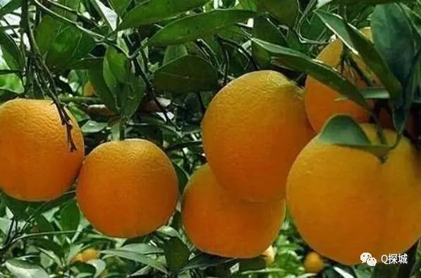酸甜可口的橙子已成熟!重庆周边八大摘橙地攻