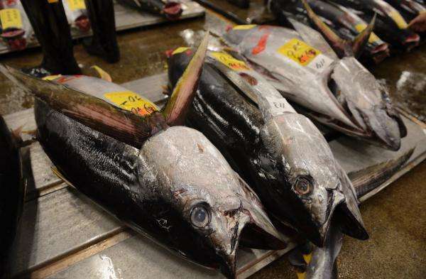 日本最有名的4种鱼每一口都十分昂贵全吃过的国人不得了