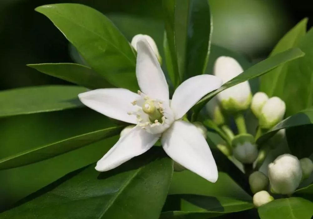 脐橙的肚脐里面是什么?可以吃吗?