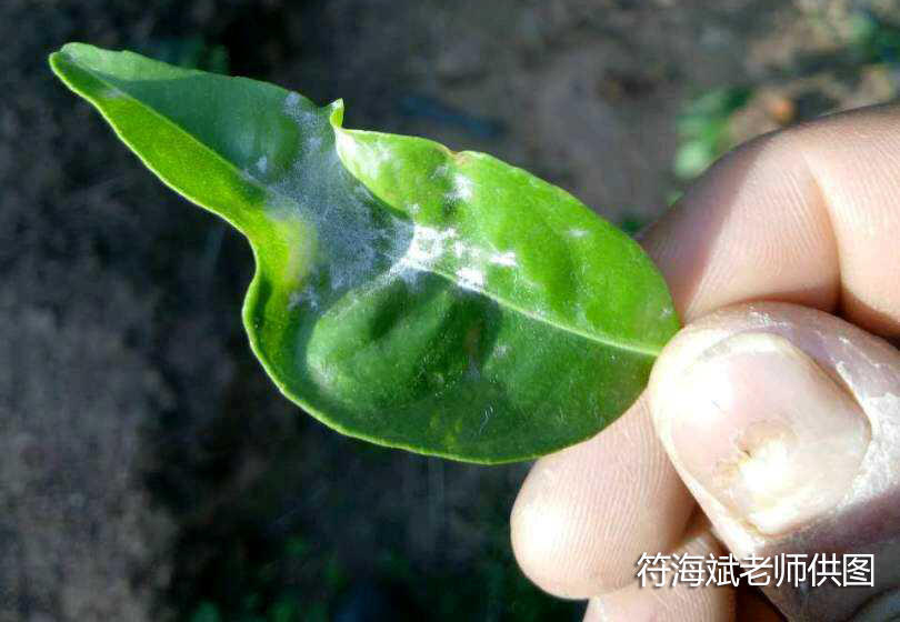 柑橘白粉病显微镜下(柑橘白粉病特效药)