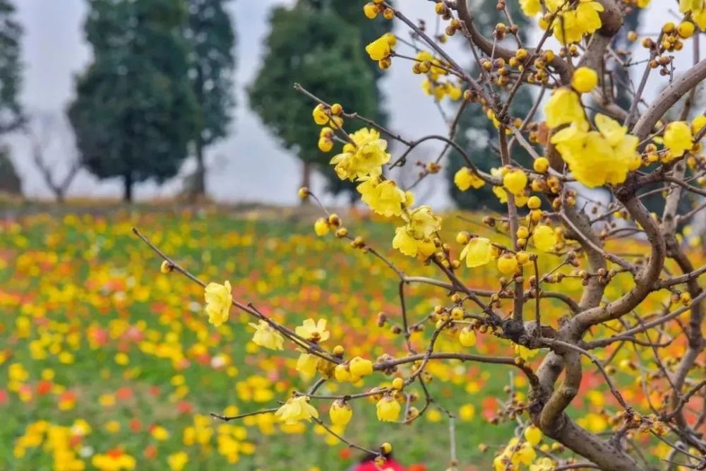花开不断 成都人的最美后花园 竟是西南最大的草木本花集合地 资讯快报 西南园林工程物联网手机版