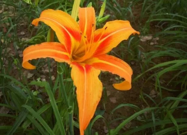 心理测试:4株忘忧草,你最想吃下哪株?测你内心最想忘记谁?